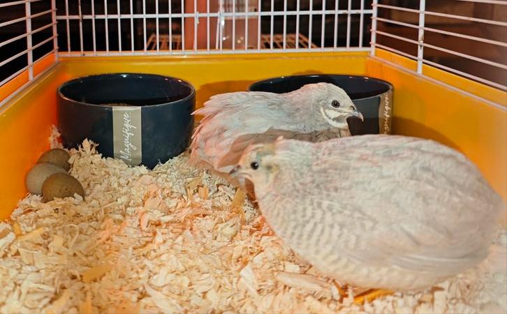 7 koppels Chinese dwergkwartels, Dieren en Toebehoren, Vogels | Overige Vogels