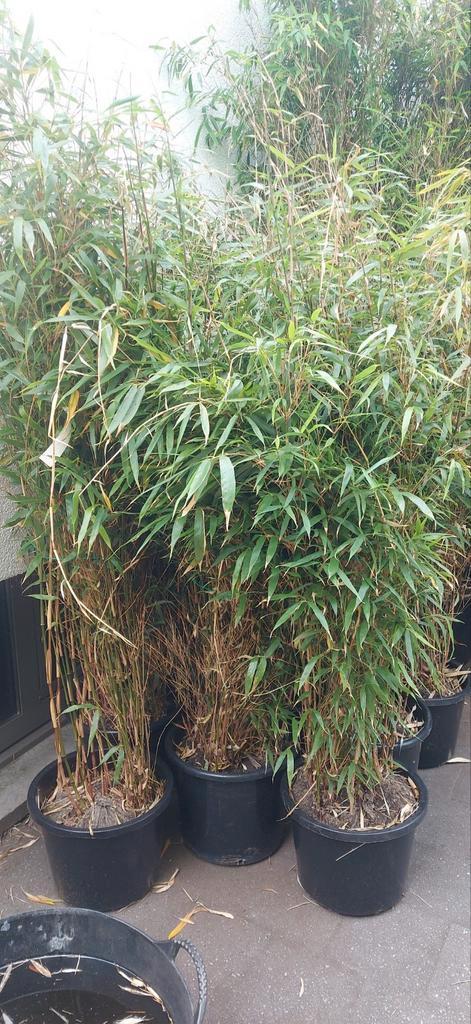 niet woekerende bamboe,  fargesia rufa, Tuin en Terras, Planten | Struiken en Hagen, Haag, Bamboe, Ophalen