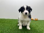 Portée de chiots Border Collie, Animaux & Accessoires, Chiens | Bergers & Bouviers, Colley, Plusieurs, Hépatite contagieuse (maladie de Rubarth)