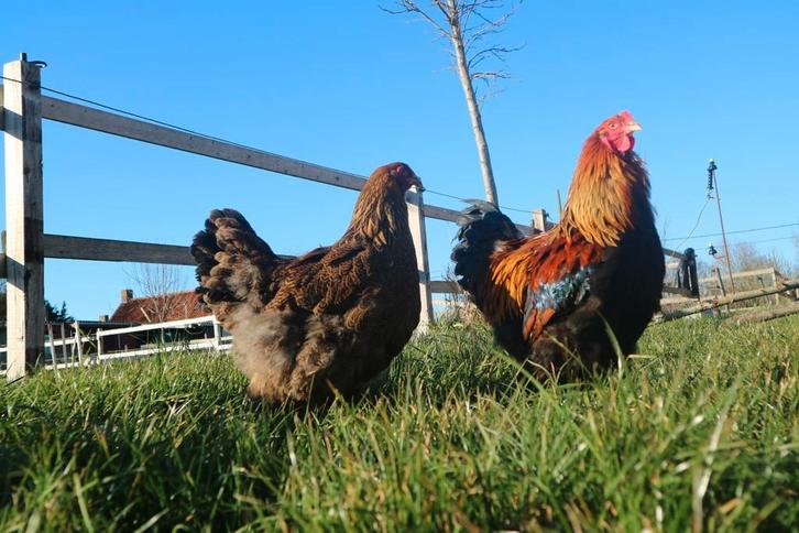 Brahma goudpatrijs hennen, Dieren en Toebehoren, Pluimvee, Kip, Vrouwelijk