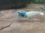 Red Steel en blue steel (caridina garnalen), Dieren en Toebehoren