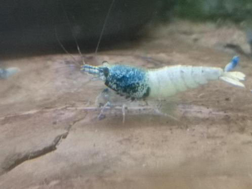 Red Steel en blue steel (caridina garnalen), Dieren en Toebehoren, Vissen | Aquariumvissen