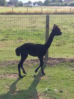 Zwart Alpaca Hengstje, Dieren en Toebehoren, Overige Dieren, Augustus, Mannelijk