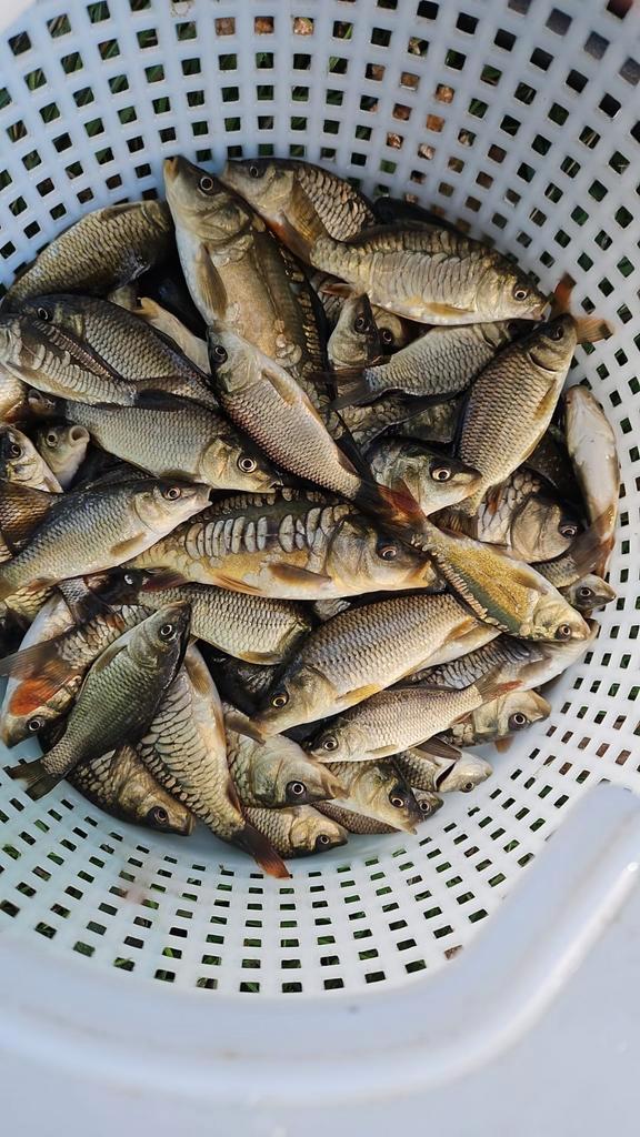 Spiegel/schub karpers 5a10cm, Dieren en Toebehoren, Vissen | Vijvervissen