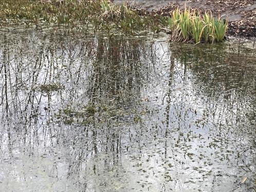Vijverplanten, Tuin en Terras, Vijver-toebehoren, Ophalen