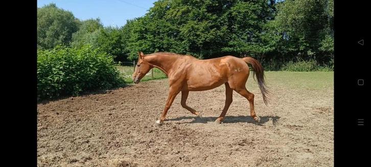 Jument pleine 2026, Dieren en Toebehoren, Paarden, Merrie, Zadelmak, 160 tot 165 cm, 11 jaar of ouder, Met stamboom, Gechipt, Ontwormd