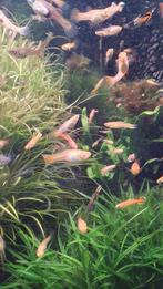 GUPPYS PENDLER, Animaux & Accessoires