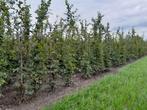 Carpinus Betulus = Haagbeuk, groene en rode beuk, Tuin en Terras, Planten | Struiken en Hagen, Ophalen, Haagbeuk