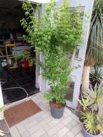 acer pal. ‘Going Green, Ophalen, Herfst