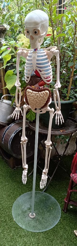 Anatomische skelet op glazen voet te koop. beschikbaar voor biedingen