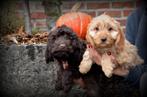 Cockapoo pups, Dieren en Toebehoren, België, CDV (hondenziekte), 8 tot 15 weken, Meerdere