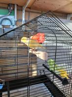 Kanarie, licht gele man van 2024, heel goede fluiter., Dieren en Toebehoren, Mannelijk