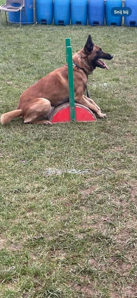 Mechelse herder reu afgerichte politiehond & bewakingshond, Dieren en Toebehoren, Honden | Herdershonden en Veedrijvers, Reu, Herder