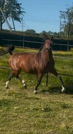 D pony merrie 2017, Dieren en Toebehoren, Merrie, Gechipt, Dressuurpony, Zadelmak