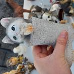Poes, Ophalen of Verzenden, Gebruikt, Dier