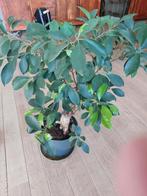 Verschilende kamer planten, Ophalen of Verzenden