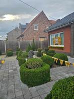 GRATIS - Buxussen in verschillende formaten, Tuin en Terras, Planten | Struiken en Hagen, Ophalen, Buxus, Struik, 100 tot 250 cm
