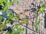 Vijgen, verschillende soorten, Tuin en Terras, Ophalen, Herfst