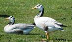 gevraagd vrouw streepkop gans, Femelle, Oie ou Cygne