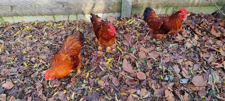 jonge hanen, Dieren en Toebehoren, Pluimvee, Mannelijk