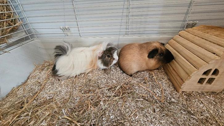 2 cochons d'inde  + cage, Dieren en Toebehoren, Overige Dieren-accessoires, Ophalen