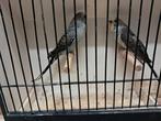 Grasparkieten, Dieren en Toebehoren