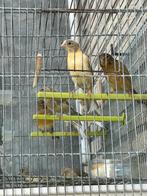 vogels kanaries, Meerdere dieren, Kleurkanarie