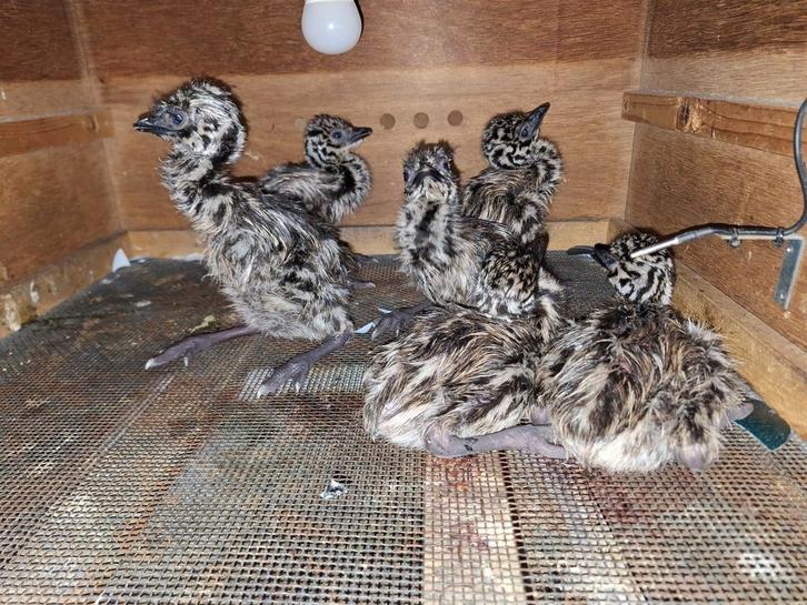 Émeu, poussins d'émeu, Animaux & Accessoires, Volatiles