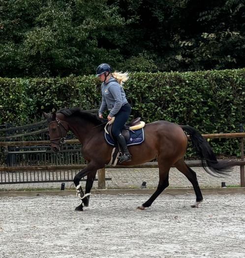 Super leuke lieve 12 jarige merrie, Animaux & Accessoires, Chevaux, Jument, B, 165 à 170 cm, 11 ans ou plus, Cheval de récréation