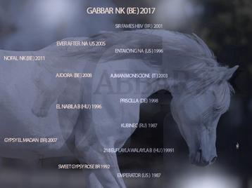 Vente étalon Pur-Sang Arabe Plien papier, Tickets & Billets, Trois personnes ou plus, Plusieurs jours