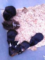 Jonge kortharige proefkonijnen, Dieren en Toebehoren, Knaagdieren, Cavia, Augustus, Mannelijk, Tam