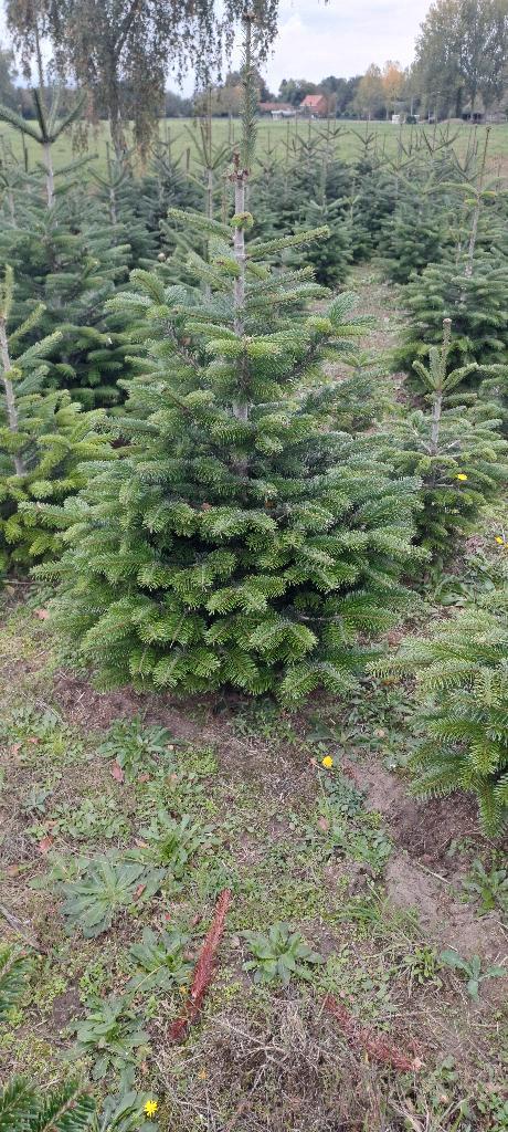 Kerstbomen, Diversen, Kerst, Ophalen