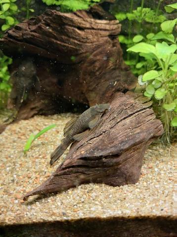 Pleco/borstelneusmeerval/ruitenkuiser beschikbaar voor biedingen