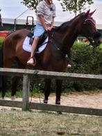 Diabolo, Dieren en Toebehoren, Paarden, Ruin, 170 tot 175 cm, Springpaard, 11 jaar of ouder