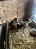 Mini Dwerggeitjes, Dieren en Toebehoren, Schapen, Geiten en Varkens