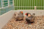 Koppel grote zebravinken