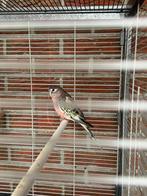 Bourke parkiet, Dieren en Toebehoren, Vogels | Parkieten en Papegaaien, Parkiet