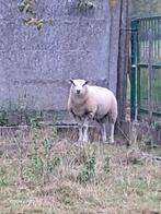 schapen ram, Dieren en Toebehoren, Schapen, Geiten en Varkens, Mannelijk, Schaap, 0 tot 2 jaar