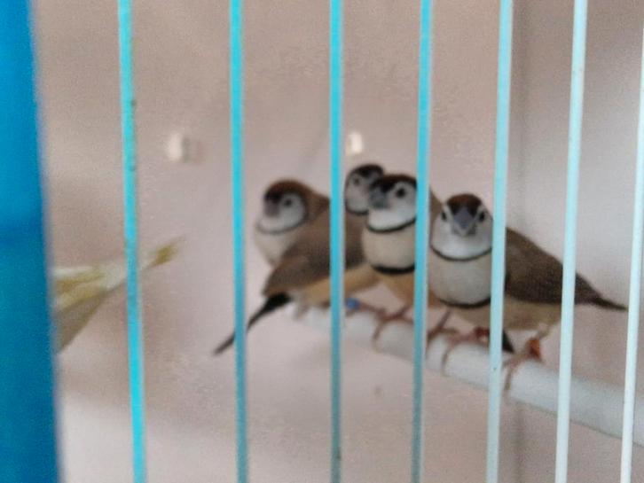 Bichenow Astrildes exotiques, Animaux & Accessoires, Oiseaux | Oiseaux Autre