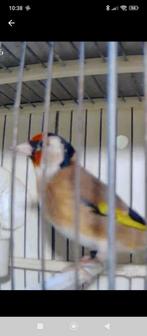 Chardonneret mal petit taille 2025, Dieren en Toebehoren, Mannelijk