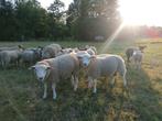 franse texel dekrammen, Mannelijk, Schaap