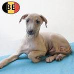 Chiots Lévrier Italiens à l’allure raffinée à vendre, 15 semaines à 1 an, Commerçant, Autres races, Plusieurs