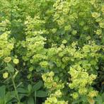 Euphorbia amygdaloides  (amandelwolfsmelk), Tuin en Terras, Planten | Tuinplanten, Volle zon, Vaste plant, Lente, Ophalen