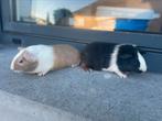 Jonge cavias, Dieren en Toebehoren, Cavia, Juni, Vrouwelijk, Tam