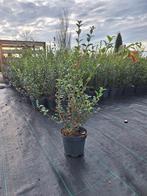 ‼️osmanthus Burkwoodii 40/60 aan promoprijzen ‼️, Enlèvement, Taxus