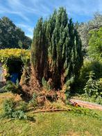 Jardín, Ophalen of Verzenden
