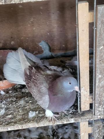 Duiven kruising pauwstaart en Krulduif beschikbaar voor biedingen