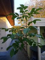 Okkernotenboom walnotenboom 2m hoog 90cm breed, Tuin en Terras, Ophalen, In pot, Overige soorten, 100 tot 250 cm