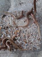 Chalcides ocellatus/peau perlée, Lézard, 0 à 2 ans