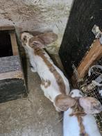 Driekleur - Groot Lotharinger, Dieren en Toebehoren, Groot